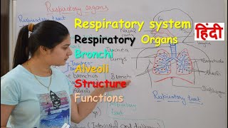 Respiratory system anatomy amp physiology in hindi  Organs  structure  functions [upl. by Nadabb718]