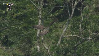 Philippine Eagle Landing on a Branch [upl. by Bernard]