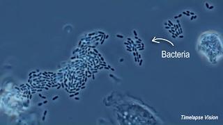 Immune Cells Eating Bacteria Phagocytosis [upl. by Gnes]