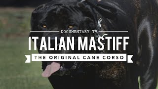 THE ORIGINAL CANE CORSO ITALIAN MASTIFF [upl. by Miriam37]