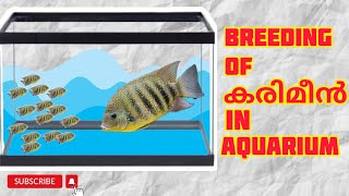 KARIMEEN BREEDING IN AQUARIUM [upl. by Walliw]