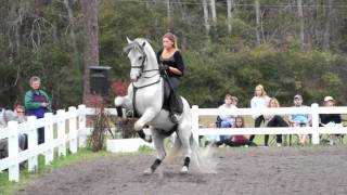 Herrmanns Lipizzan Stallions  Sarasota [upl. by Whitebook719]