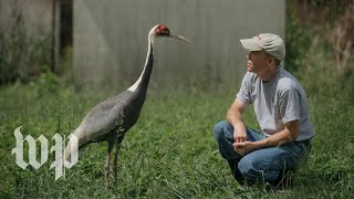 The crane that fell for her keeper [upl. by Chessa]