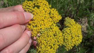 Parkers Variety Perennial Yarrow How To Harvest Yarrow As A Cut Flower How To Care For Yarrow [upl. by Dragelin840]