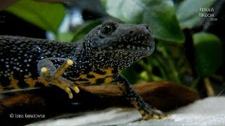 Great Crested Newt Triturus cristatus  Guest from the wild  Animalia Kingdom Show [upl. by Trev]