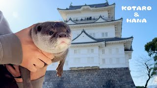 カワウソとはじめてのお城に行ってきた！ Otters Go to a Castle and Enjoy the City [upl. by Hackney]