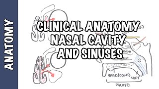 Clinical Anatomy  Nasal Cavity and Sinuses [upl. by Lucchesi]