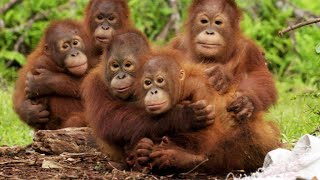 Orangutans Need to Learn to Fear Snakes [upl. by Ahsitneuq]