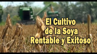 EL CULTIVO DE LA SOYA RENTABLE Y EXITOSO [upl. by Koziel270]