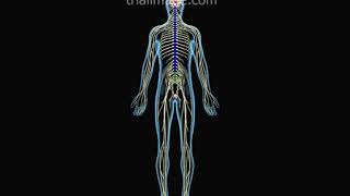 Conus Medullaris Syndrome Animation by Cal Shipley MD [upl. by Tala]