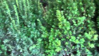 How to Plant a Hedge of Yews [upl. by Lorola]