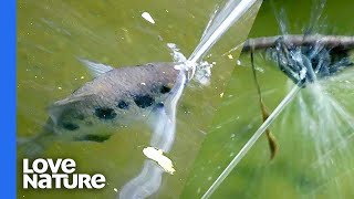 How The Archerfish Guns Down Spiders With Spit [upl. by Edmea]