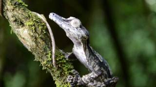 Uroplatus fimbriatus giganteus [upl. by Wain]