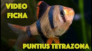 Puntius tetrazona 🐯 Barbo Tigre 🎥 Video ficha [upl. by Brady]