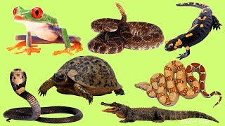 Learn names and Sound Amphibians and reptiles in English for Children [upl. by Delano]