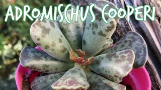 ADROMISCHUS COOPERI [upl. by Ennaear309]