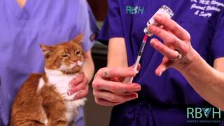 How to Give Your Pet an Injection Under the Skin [upl. by Noonan637]