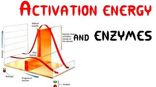 Activation energy and Enzymes Animation [upl. by Noied135]