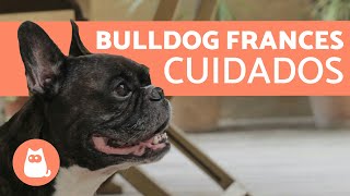 Cuidados del BULLDOG FRANCÉS [upl. by Atiras]