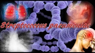 Streptococcus pneumoniae [upl. by Eicnan]