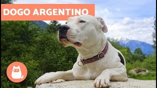 Dogo argentino  Características y adiestramiento [upl. by Adniroc]