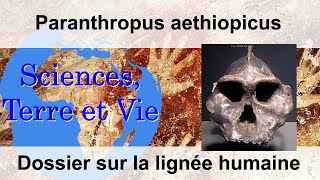 Paranthropus aethiopicus [upl. by Norvell]