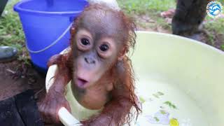 ORANGUTAN BABY SCHOOL [upl. by Fronnia256]