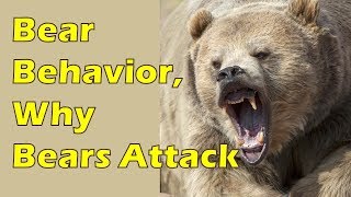 Bear Safety Part 1 Bear Behavior amp Why Bears Attack [upl. by Ruddie]