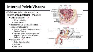 Pelvic Viscera Peritoneum  Learning Objectives [upl. by Prentiss]