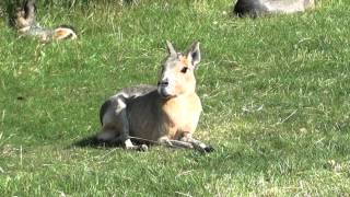 Patagonian Mara  Large Rodent [upl. by Jonette]