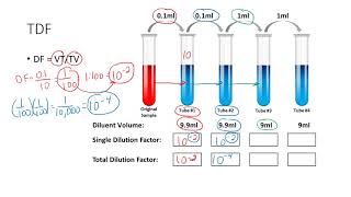 Determining the Total Dilution Factor [upl. by Oza513]