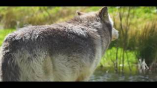 How wolves change rivers  Wolf Watch UK [upl. by Aneema]