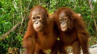 Three’s a Crowd in this Orangutan Relationship [upl. by Jean352]