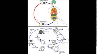 Blastocystis hominis update [upl. by Yeldarb533]