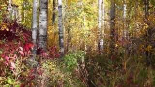 Relaxing HD Rustling Autumn Leaves 1 Hour White Noise [upl. by Eskill270]