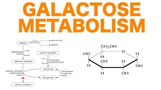 Galactose Metabolism [upl. by Inalel721]