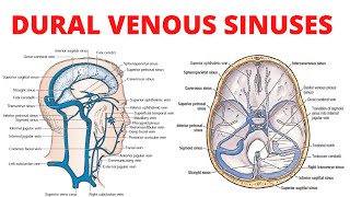 Chapter 1 Basic Sinus Anatomy [upl. by Nnaul]