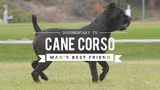 CANE CORSO MANS BEST FRIEND [upl. by Ardnal]