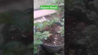 Bayam Brazil [upl. by Puett]