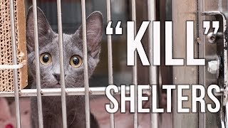 Why I Support quotKill Sheltersquot [upl. by Mclaurin]