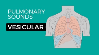 01  Normal Lung Sounds  Vesicular breath sounds [upl. by Forras]