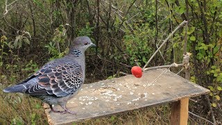 Awesome Super Quick Survival Snare Bird Trap  How to make super easy bird trap work 100 [upl. by Natalee]