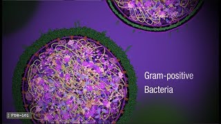 Penicillin and Antibiotic Resistance from PDB101 [upl. by Oicangi88]