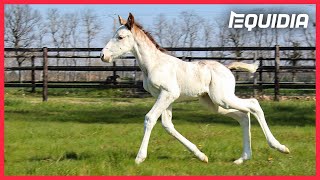 RARE  UN POULAIN TROTTEUR PRESQUE BLANC [upl. by Navannod]