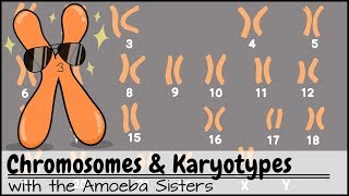 Chromosomes and Karyotypes [upl. by Leroj]