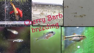 Cherry Barb breeding 50 days from eggs to juveniles Puntius titteya [upl. by Yeorgi]