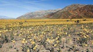 California 101 Death Valley National Park [upl. by Xerxes128]