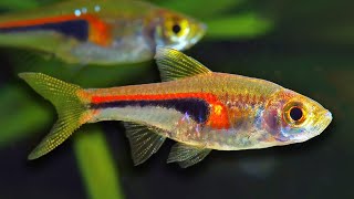 Top 10 Aquarium Fish For Beginners [upl. by Jereld769]