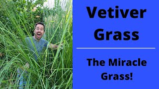 Vetiver Grass The Miracle Grass Why Arent You Growing This [upl. by Mikkel]