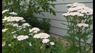 Yarrow Benefits and Uses [upl. by Norman]